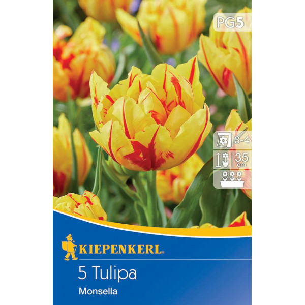 Tulipány Monsella