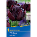 Tulipány Black Hero