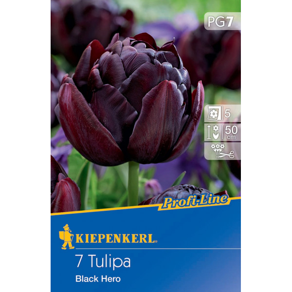 Tulipány Black Hero