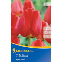 Tulipány Apeldoorn