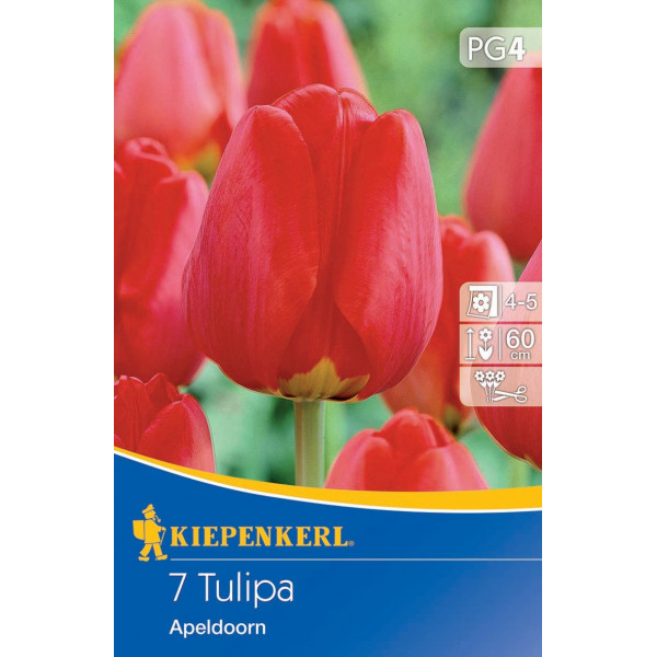 Tulipány Apeldoorn