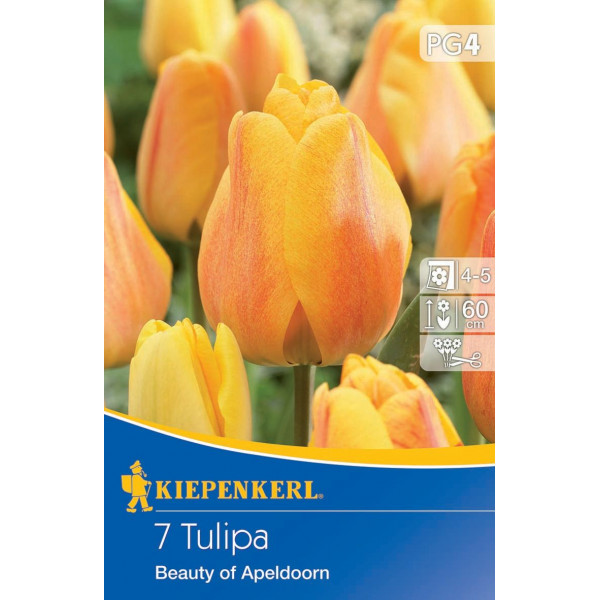 Tulipány Beauty of Apeldoorn