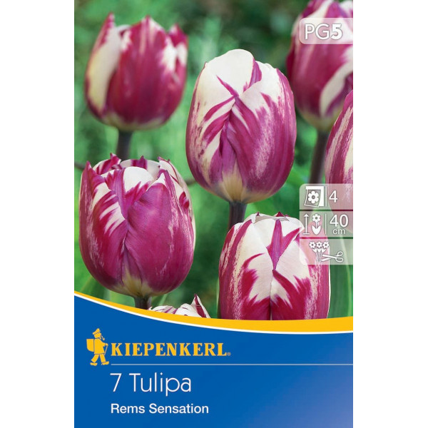 Tulipány Rems Sensation