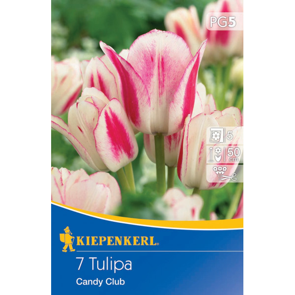 Tulipány Candy Club