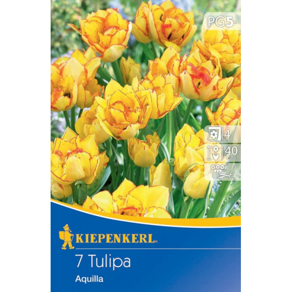 Tulipány Aquilla