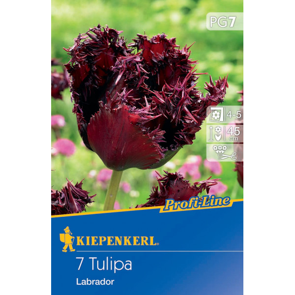 Tulipány Labrador