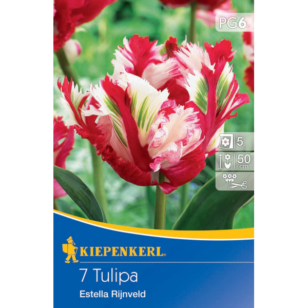 Tulipány Estella Rijnveld