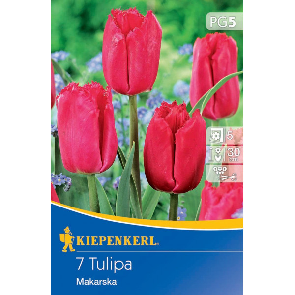 Tulipány Makarska