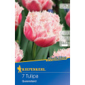 Tulipány Queensland