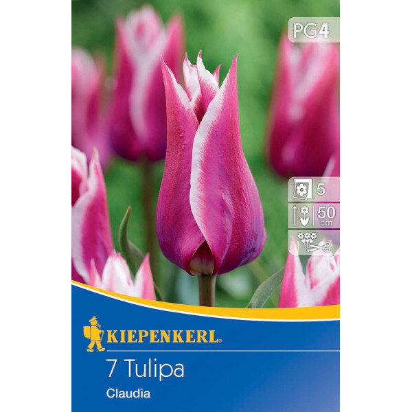 Tulipány Claudia