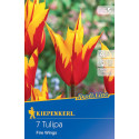 Tulipány Fire Wings