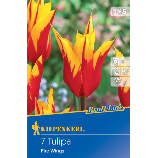 Tulipány Fire Wings