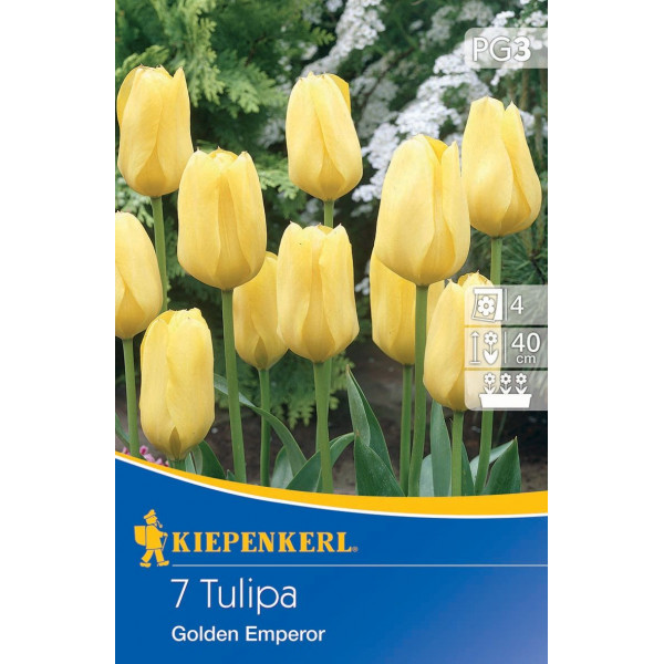 Tulipány Golden Emperor