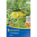 Cisársky tulipán (Fritillaria) Lutea