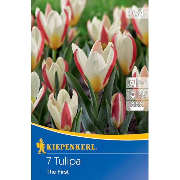 Tulipány The First