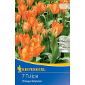 Tulipány Orange Emperor