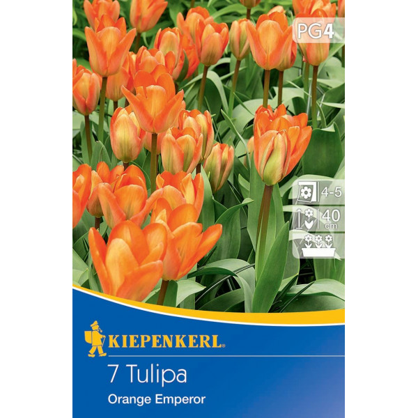 Tulipány Orange Emperor