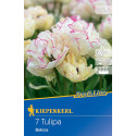 Tulipány Belicia