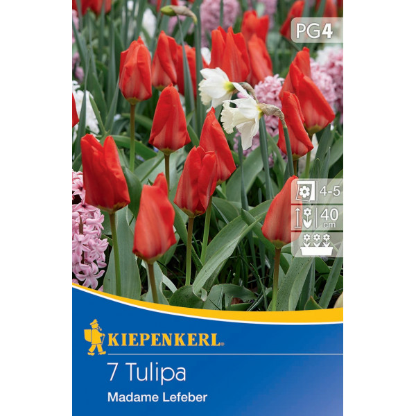 Tulipány Madame Lefeber