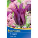 Tulipány Purple Doll