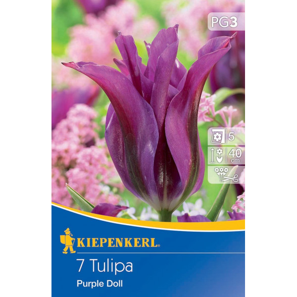 Tulipány Purple Doll