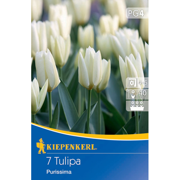 Tulipány Purissima