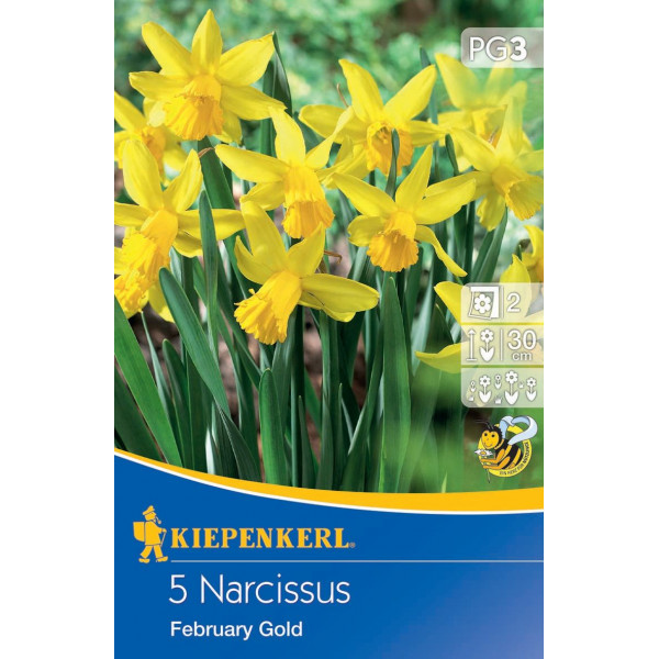 Narcisy February Gold