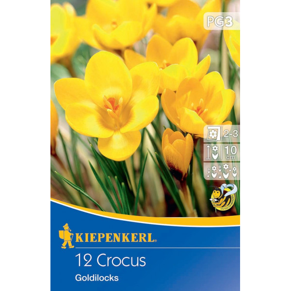 Krokus Goldilocks