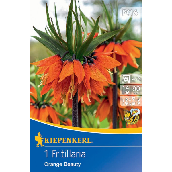 Cisársky tulipán (Fritillaria) Orange Beauty