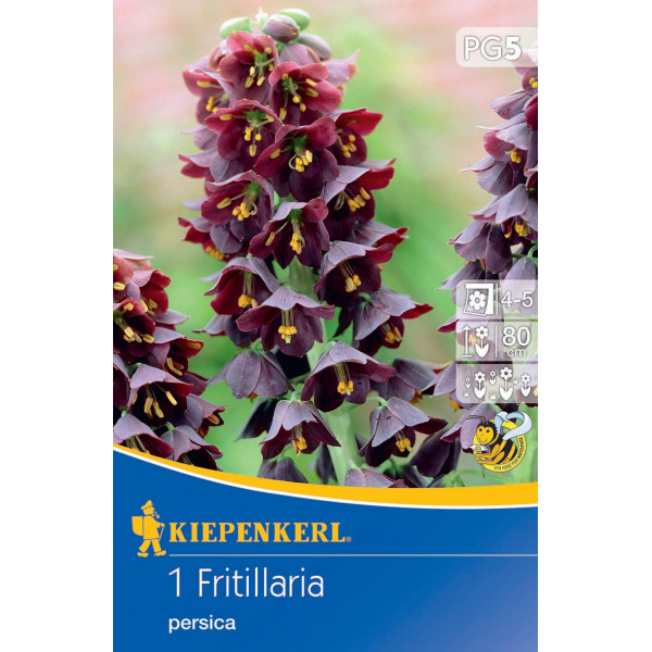 Cisársky tulipán (Fritillaria) Persica