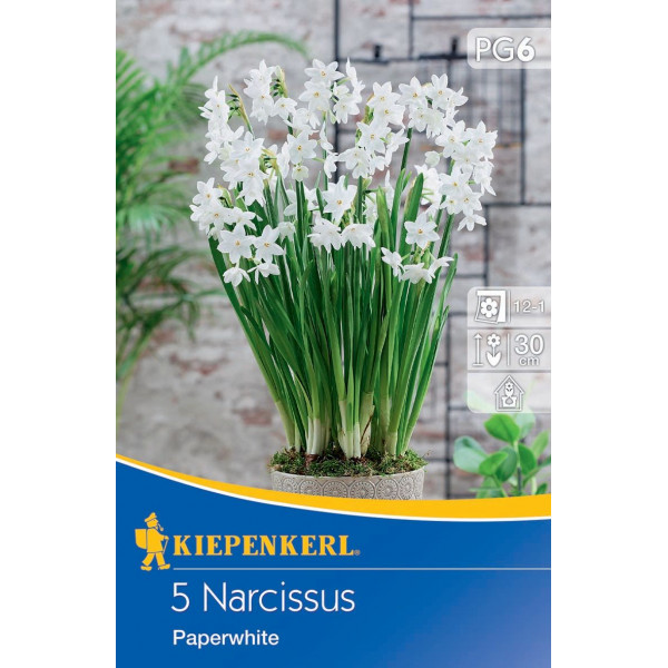 Narcisy Paperwhite