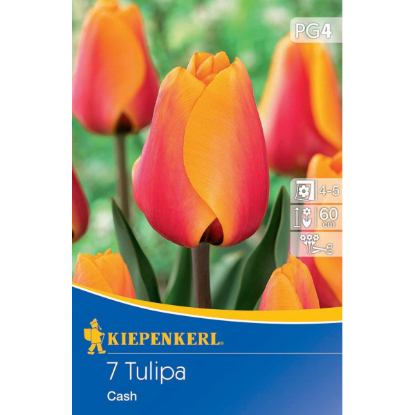 Tulipány Cash