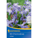 Chionodoxa