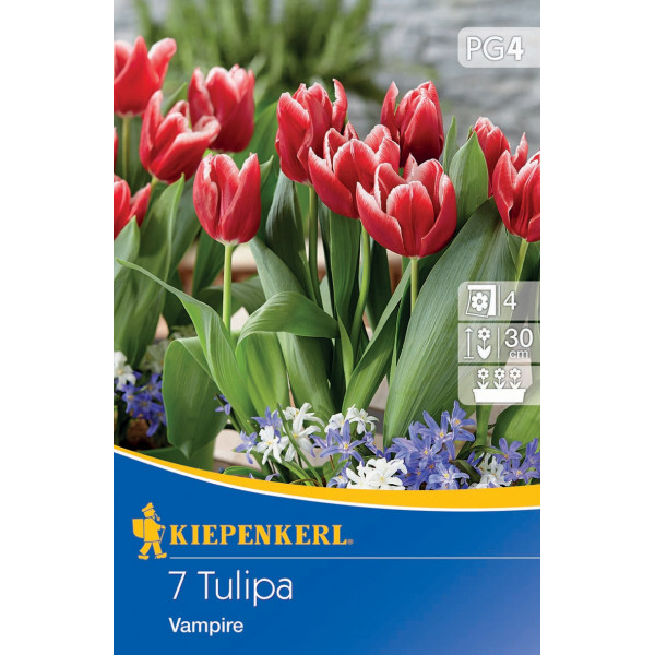 Tulipány Vampire