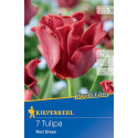 Tulipány Red Dress