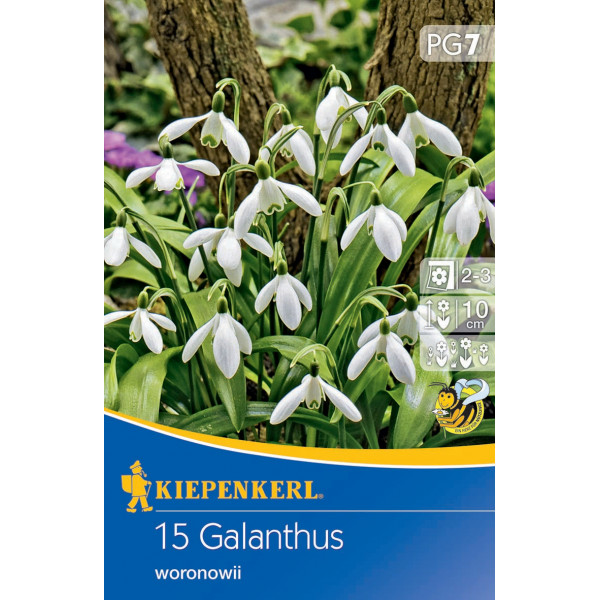 Snežienka (Galanthus woronowii)