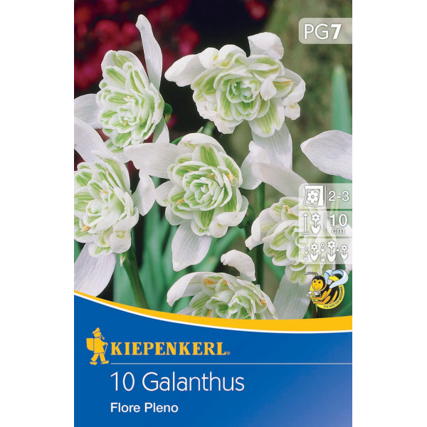 Snežienka (Galanthus woronowii) Flore Pleno