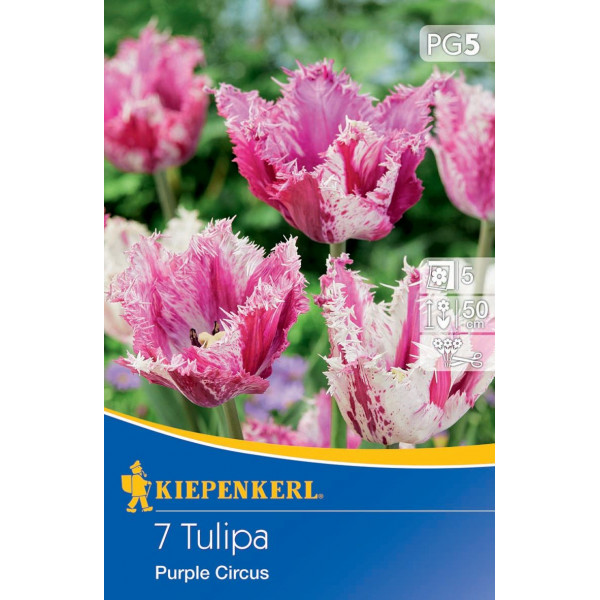 Tulipány Purple Circus