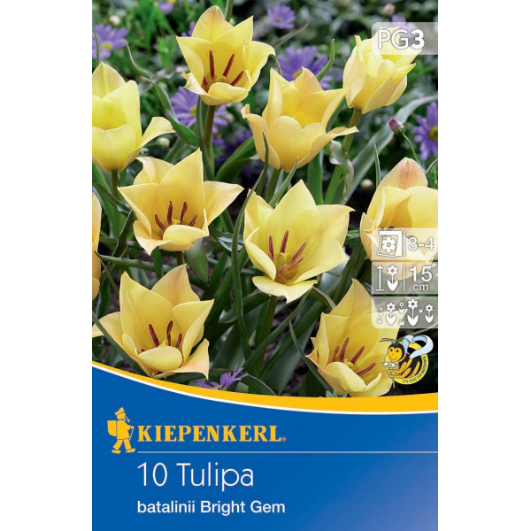 Tulipány nízke Bright Gem