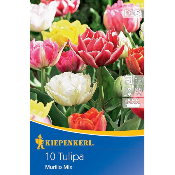 Tulipány Murillo viacfarebná zmes