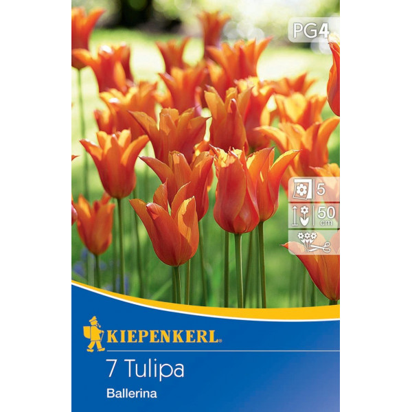 Tulipány Ballerina