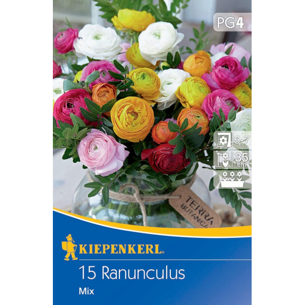 Ranunculus Avis viacfarebná zmes