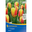 Tulipány Stresa