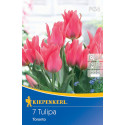 Tulipány Toronto