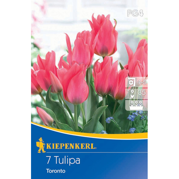 Tulipány Toronto