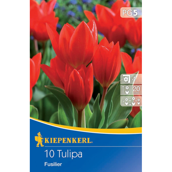 Tulipány nízke Fusilier