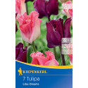 Tulipány Lilac Dreams