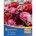 Mega Pack Tulipány typ ruže, viacfarebná zmes