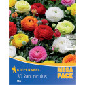 Mega Pack Ranunculus viacfarebná zmes