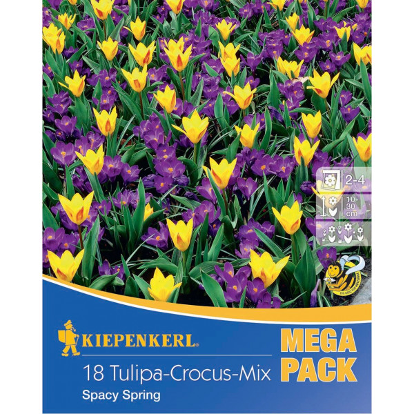 Mega Pack Krokus Spacy Spring viacfarebná zmes